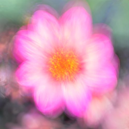 Foto profissional grátis de abstrato floral, arte com pétalas de rosa, arte de flores pastel