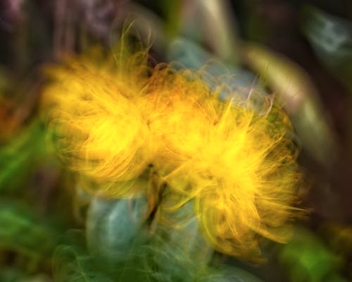 Fotobanka s bezplatnými fotkami na tému abstraktné kvety, abstraktný kvet, botanické rozostrenie