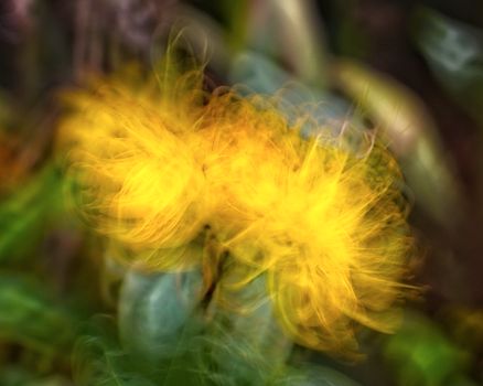 A vibrant and dreamy abstract image of yellow flowers with a soft focus effect.