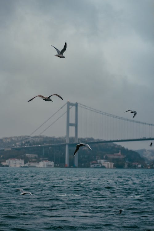 Birds flying over the water with a bridge in the background