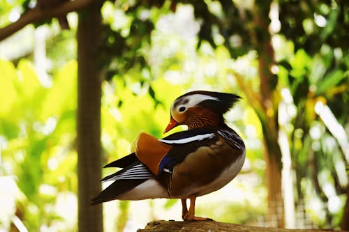 Mandarin Duck