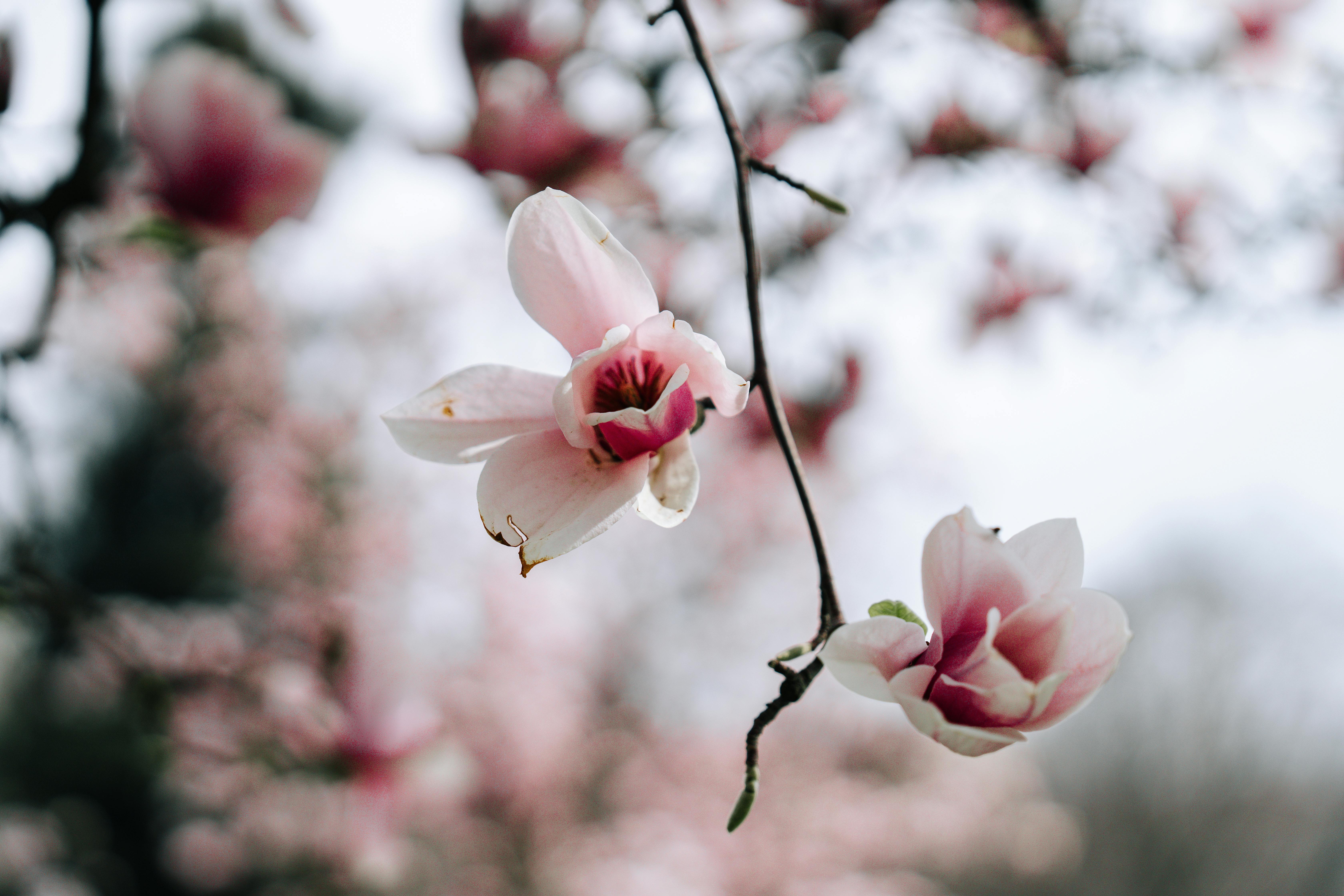 Delicate pink magnolia flowers in bloom, capturing the essence of spring on a calm day.