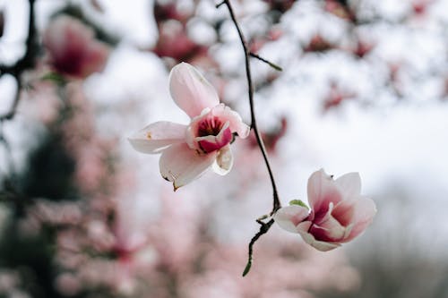 Darmowe zdjęcie z galerii z delikatny, gałązka, magnolie