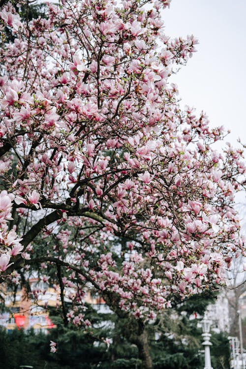 Бесплатное стоковое фото с ботанический, бутон, весна