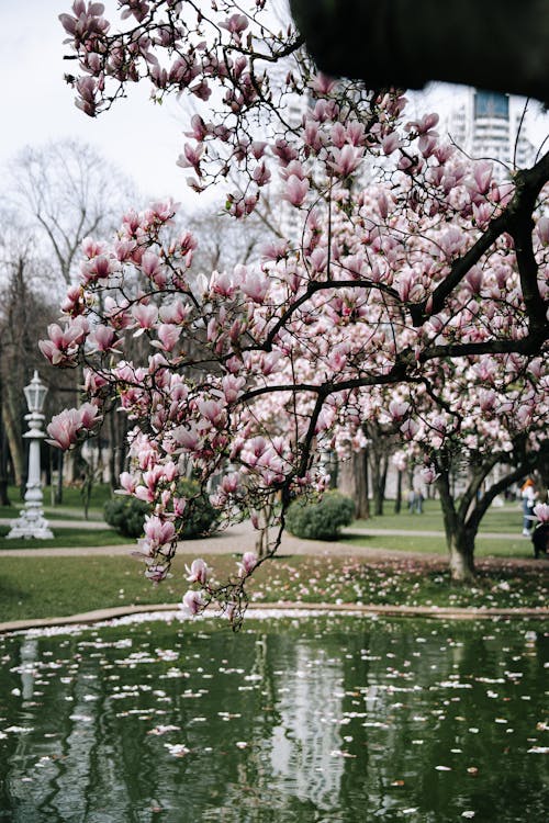 A large tree with pink flowers in the middle of a pond