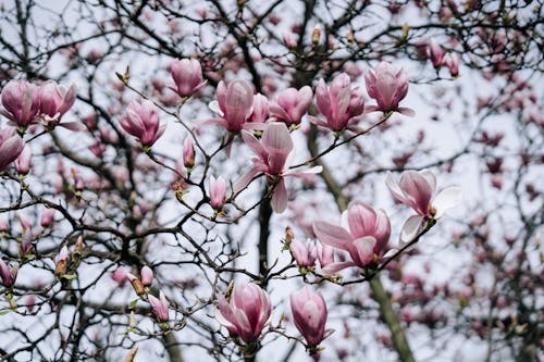 A tree with pink flowers in the middle of the branches