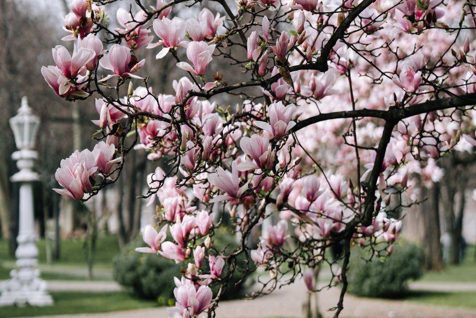 Pink magnolia flowers blooming on tree branches over a calm pond in spring — pruning magnolia trees Surrey BC