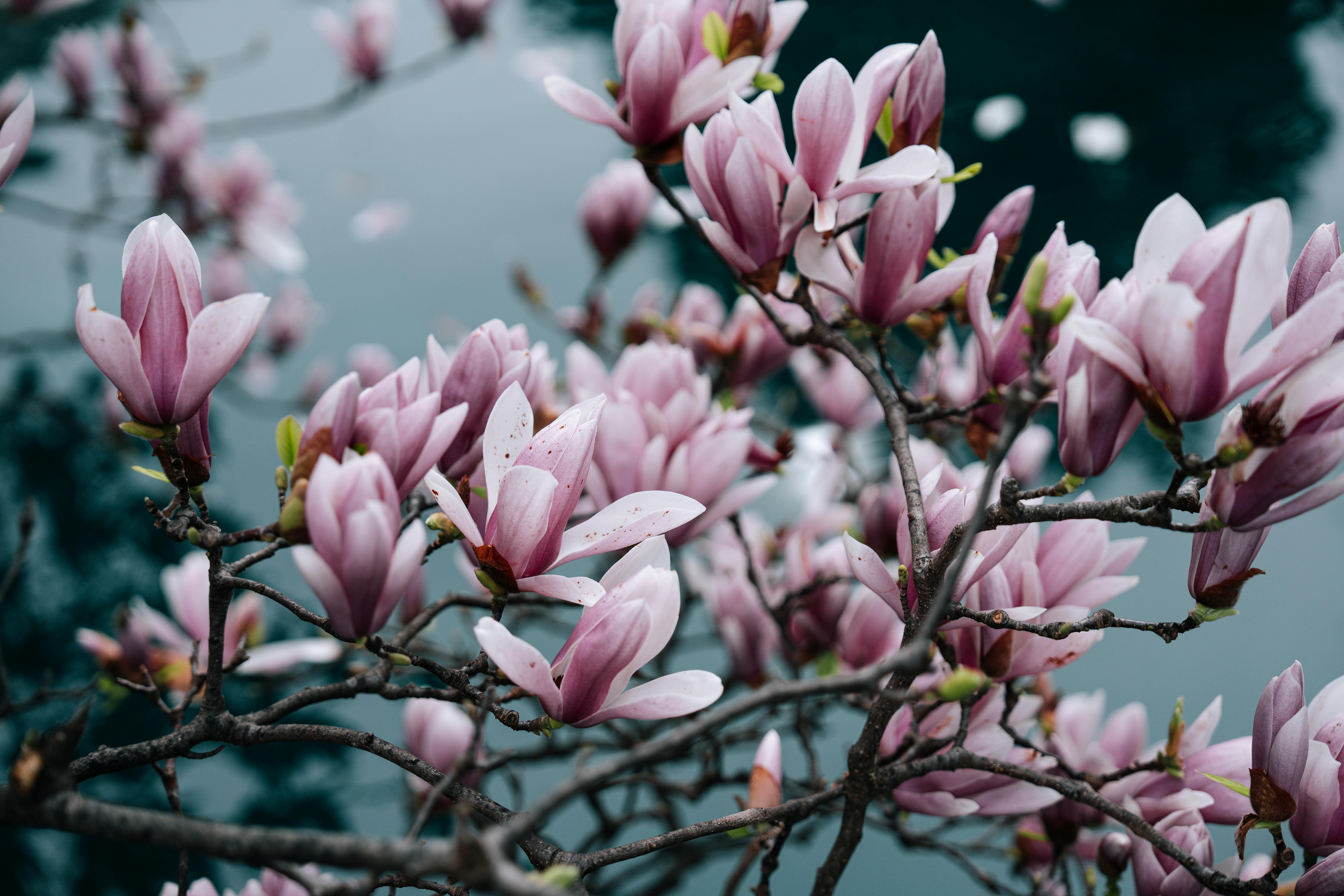Magnolia’s AAA Hobbies To Close 2026 (Second Half). Iconic Hobby- Craft Emporium — Photo by Ahmed ؜ on Pexels
