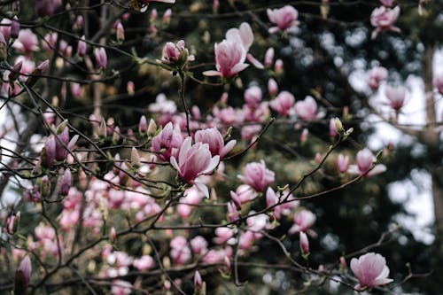 A close up of a tree with pink flowers