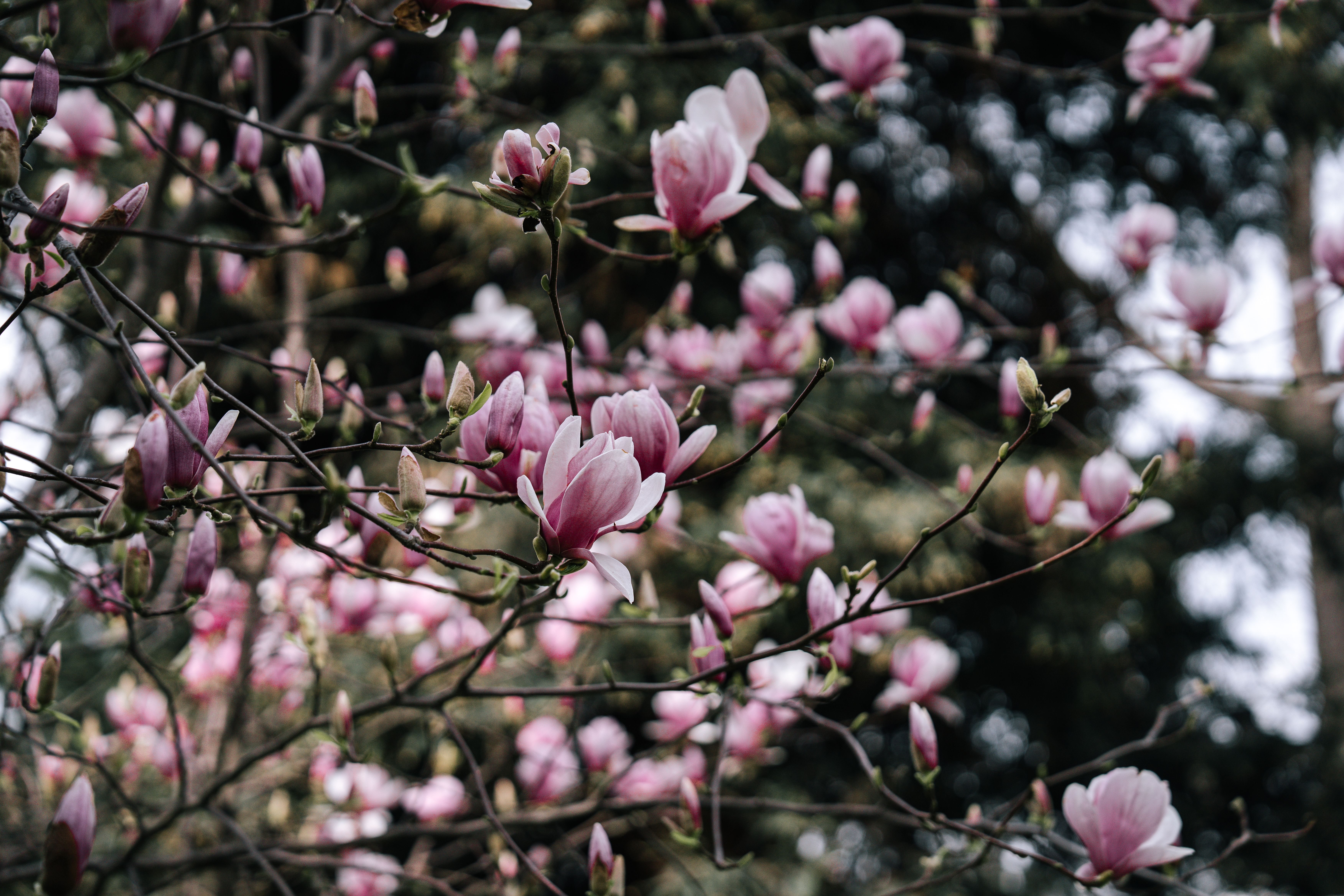 A close up of a tree with pink flowers · Free Stock Photo