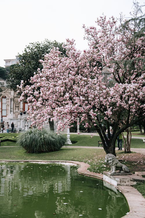 A pond with pink blossoms and a statue