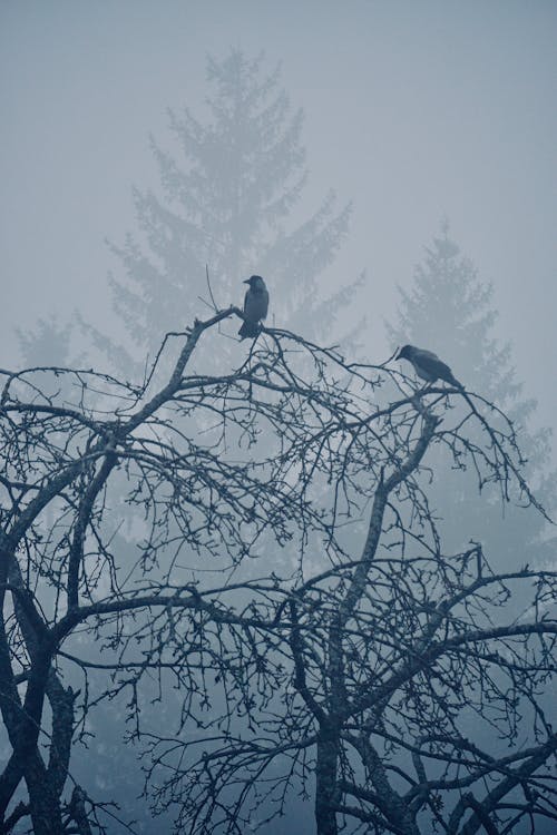 Two crows perched on a tree in the fog