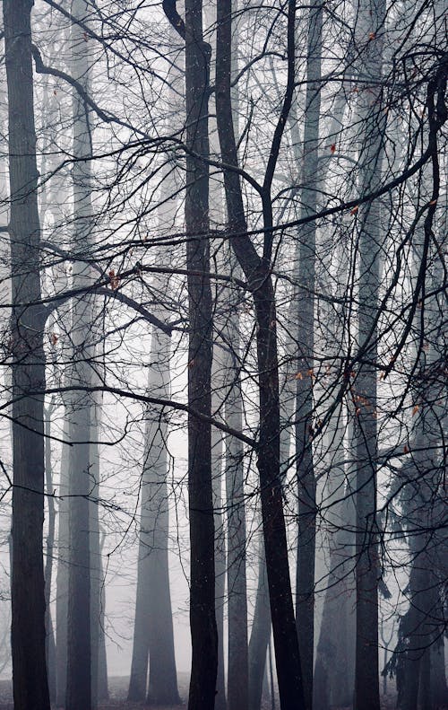 Foto stok gratis alam, cabang, hutan