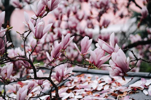 A pink tree with leaves and pink flowers