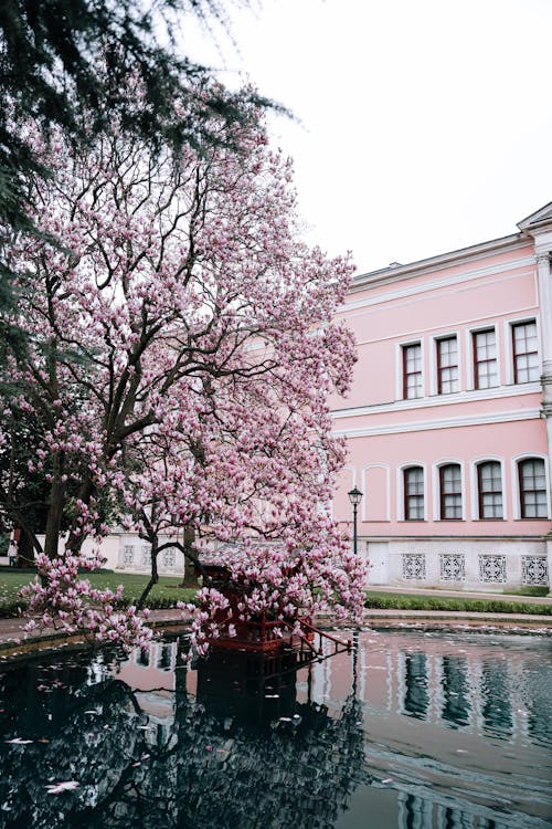 パーク, ピンクの花, フローラの無料の写真素材