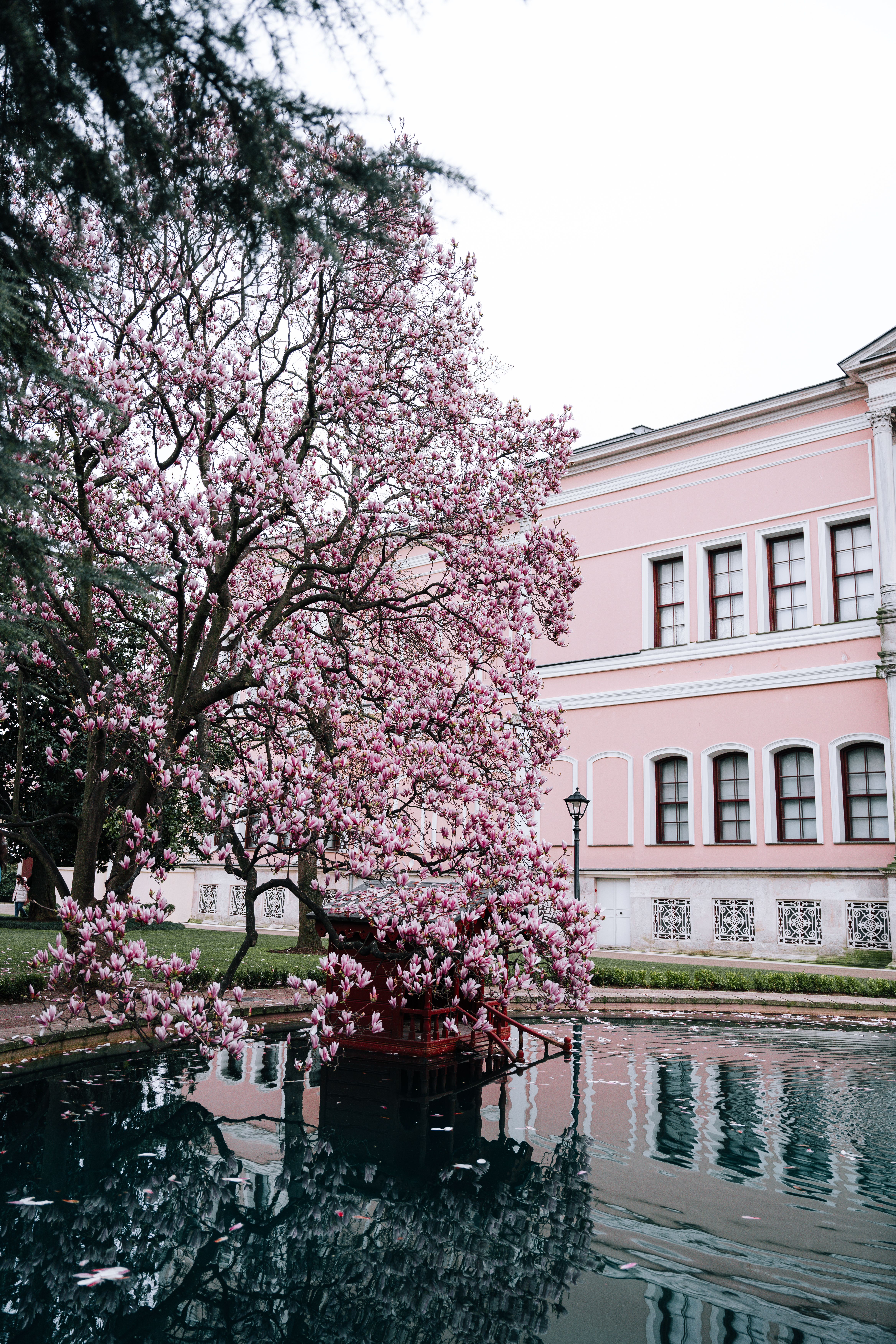 A pink tree is in front of a pink building · Free Stock Photo
