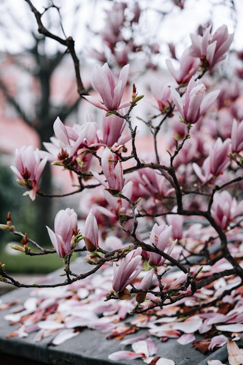 Fotobanka s bezplatnými fotkami na tému jar, kvety magnólie, kvitnutie