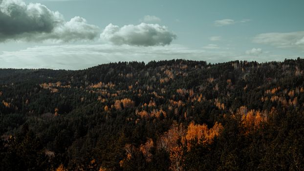Forêt automne couleurs