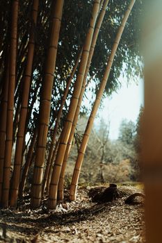 old aged bamboo stalks