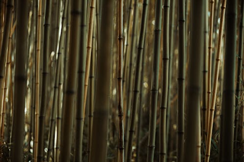 Free Bamboo in a Tropical Forest  Stock Photo