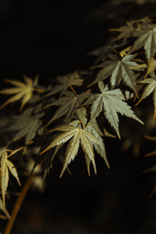Cannabis Leaves on a Branch 