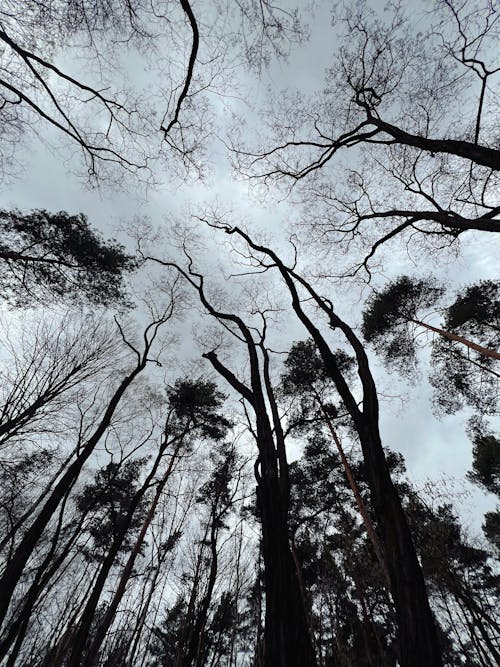 Foto stok gratis alam, berawan, hutan