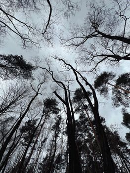 A dramatic upward view of towering bare trees set against a cloudy sky in Dąbrowa Górnicza forest.