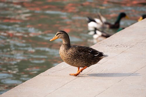 A duck is standing on a ledge next to a body of water