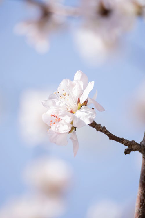 Бесплатное стоковое фото с абрикос, белые цветы, вертикальный выстрел
