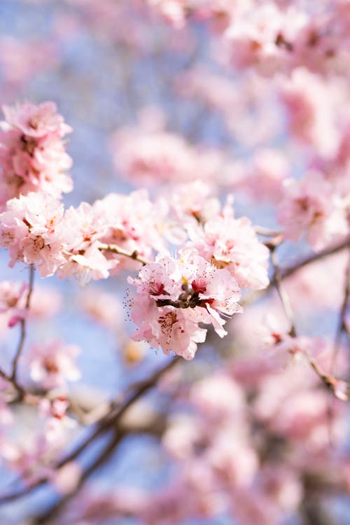 Бесплатное стоковое фото с вертикальный выстрел, весна, вишневое дерево