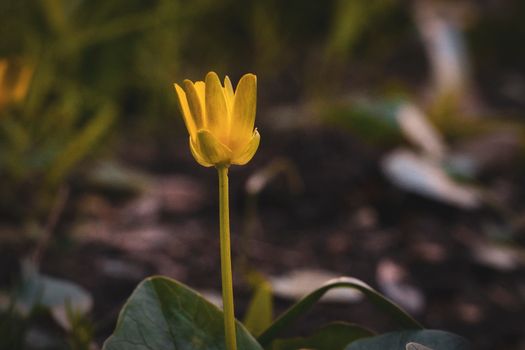 Vivid close-up of a yellow lesser celandine bloom in natural outdoor setting.
