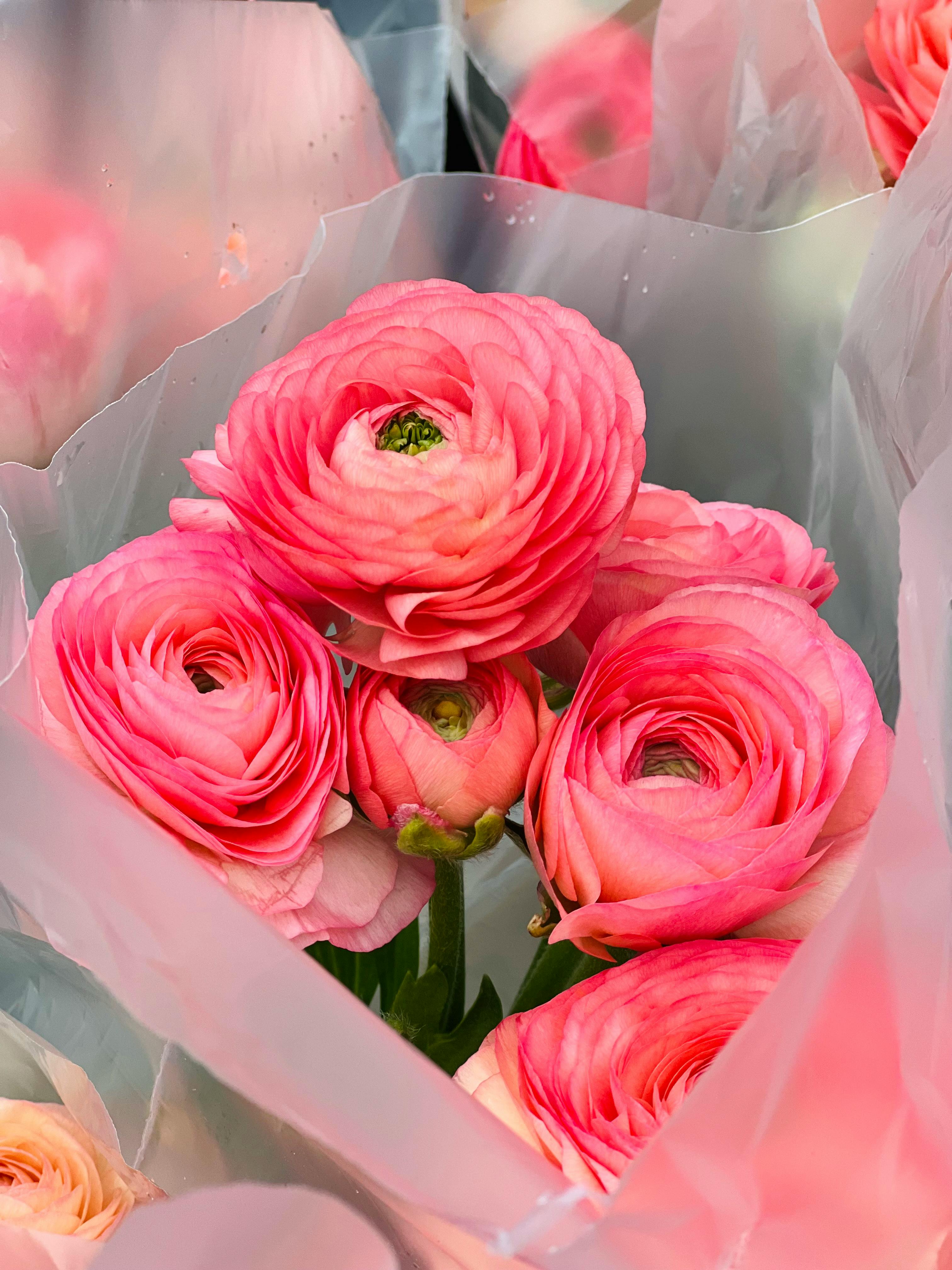 Falling Roses Photos, Download The BEST Free Falling Roses Stock Photos ...