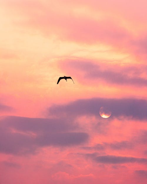 A bird flying in front of a pink sky