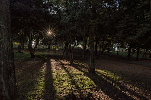 The sun shines through the trees in a park