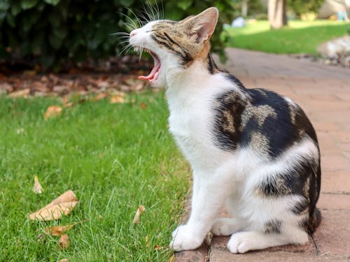 Fotos de stock gratuitas de animales, bostezando, gatito