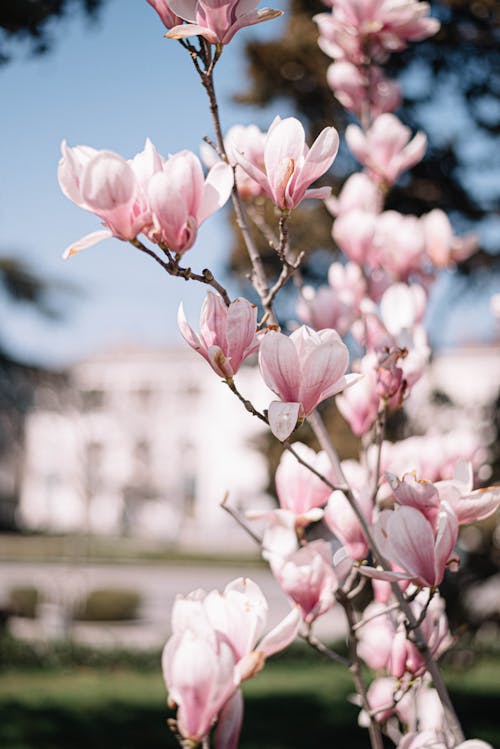 A pink magnolia tree with white flowers in front of a building