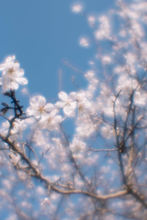 Kostnadsfri bild av blå himmel, blommor, blomning