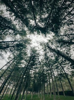 Stunning view of towering pine trees forming a natural canopy in a misty forest setting.