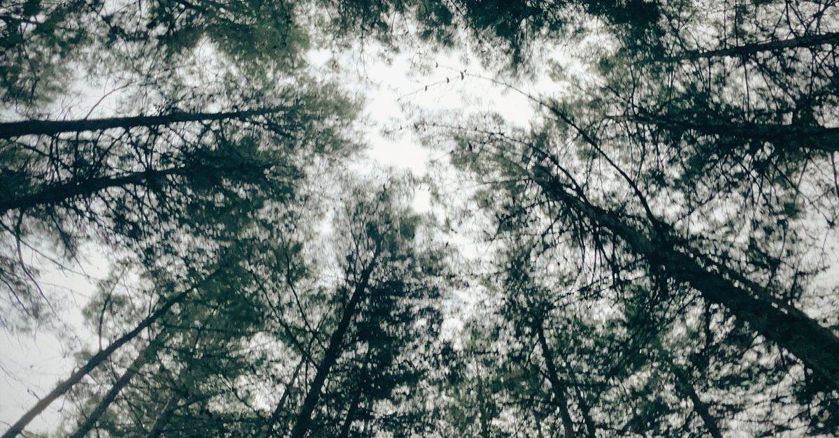 Trees Coming Back Sunlight Coming Through Trees in a Forest · Free Stock Photo