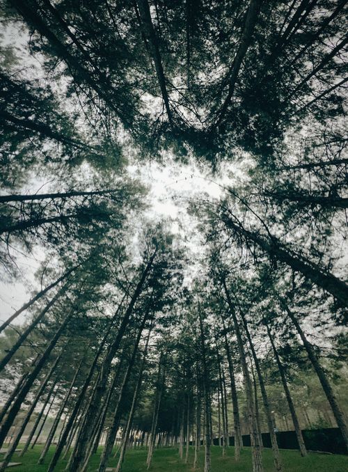 Free Stunning view of towering pine trees forming a natural canopy in a misty forest setting. Stock Photo