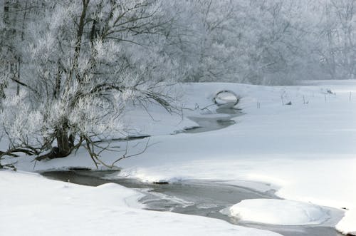 Winter stream and frost covered trees