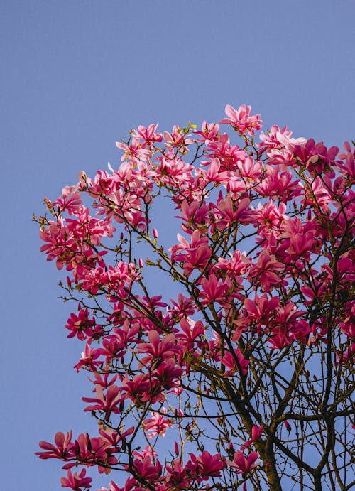 Pink Tree in Spring