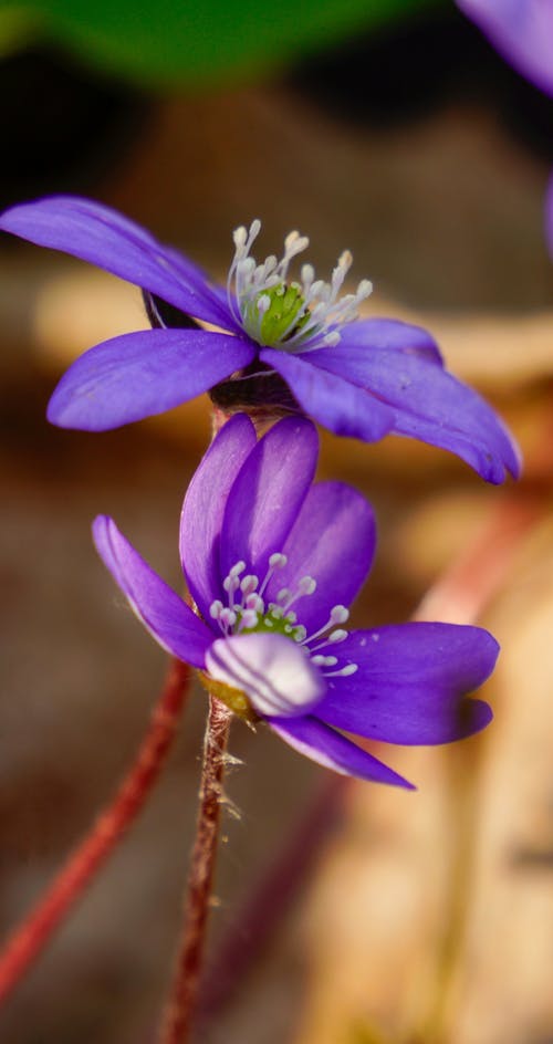 Two purple flowers with green leaves in the background