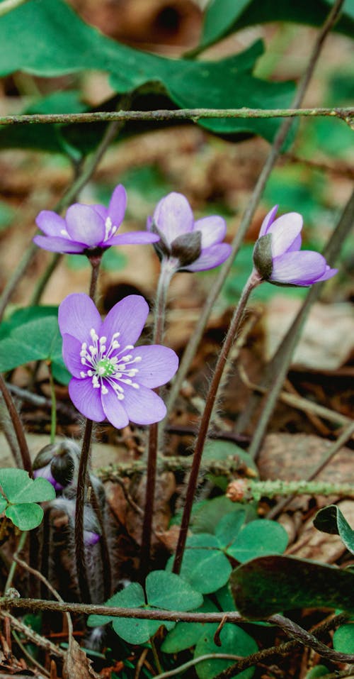 A small purple flower growing in the woods