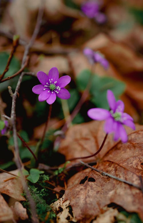 Purple flowers growing in the woods with leaves