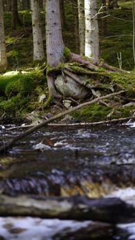 A tranquil forest stream flowing through moss-covered roots and trees, creating a serene natural scene.