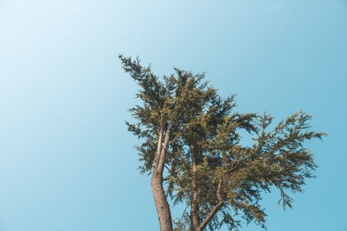 Free An evergreen tree captured against a vibrant blue sky, showcasing nature's beauty. Stock Photo