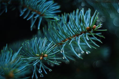 绿色植物的特写照片