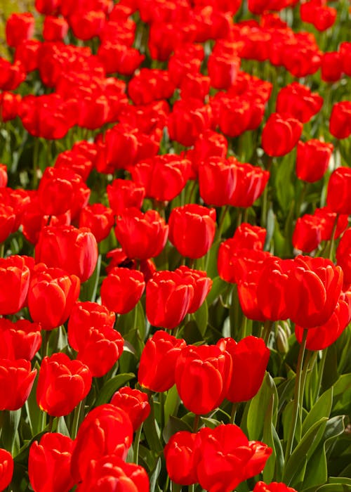 Foto profissional grátis de abundância, campo, flores