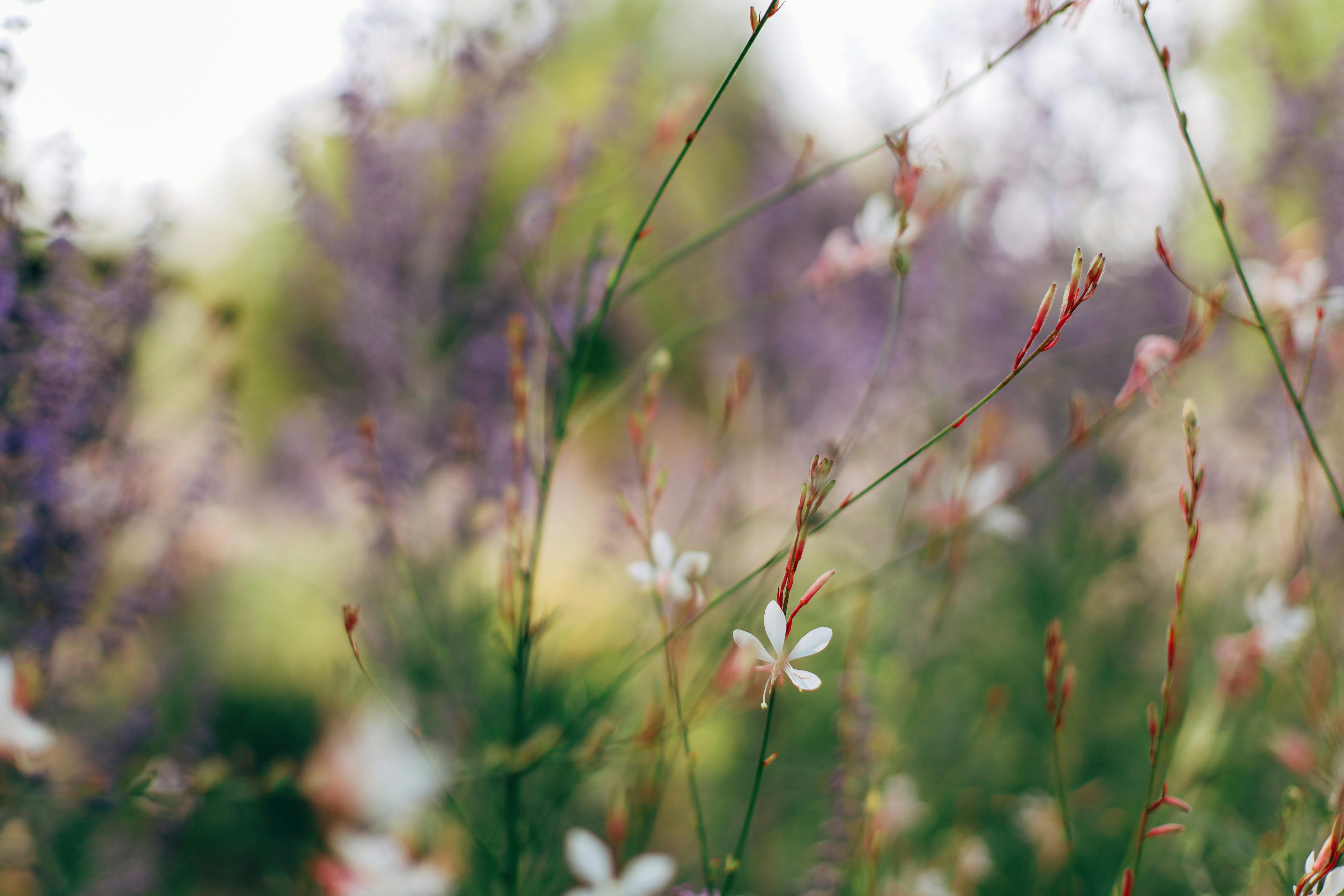 Soft focus on delicate white flowers and twigs in a blooming meadow, capturing the essence of spring.